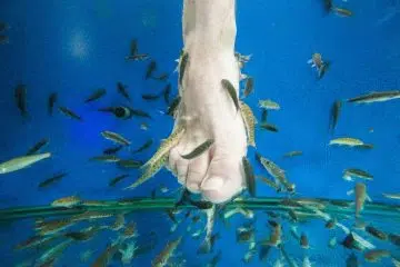 fish-pédicure
