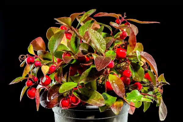 la plante gaultherie